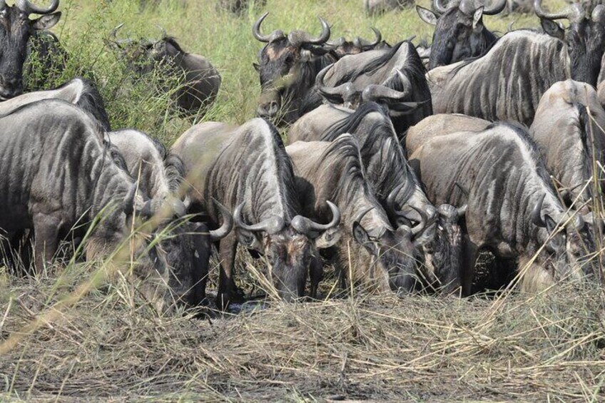 4 Day Serengeti and Ngorongoro Photographic Safari