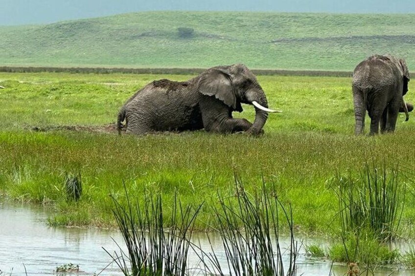 Elephants enjoying in Ngorongoro crater