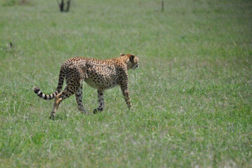 4 Day Serengeti and Ngorongoro Photographic Safari