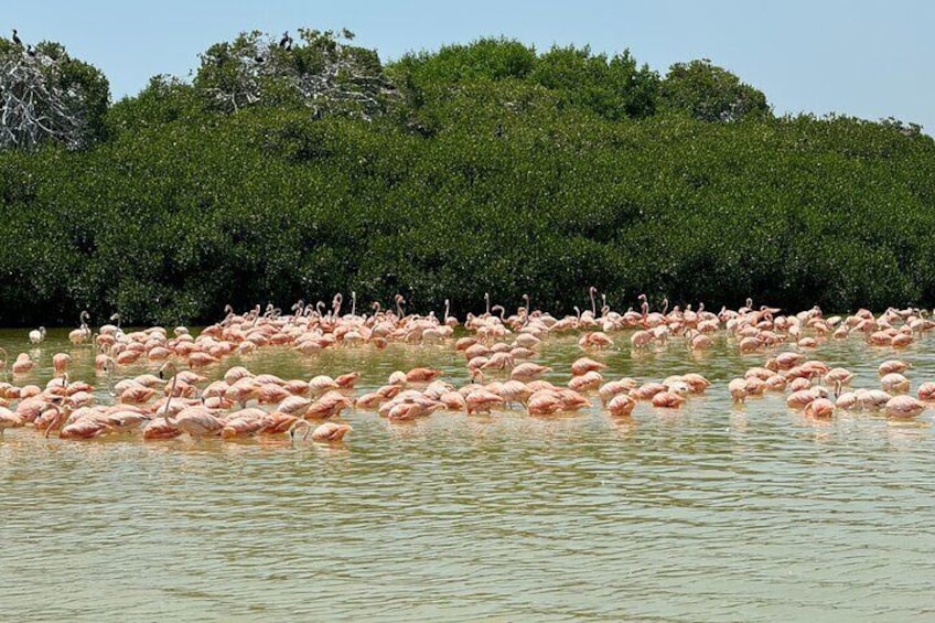 Pink Flamingo in Celestún