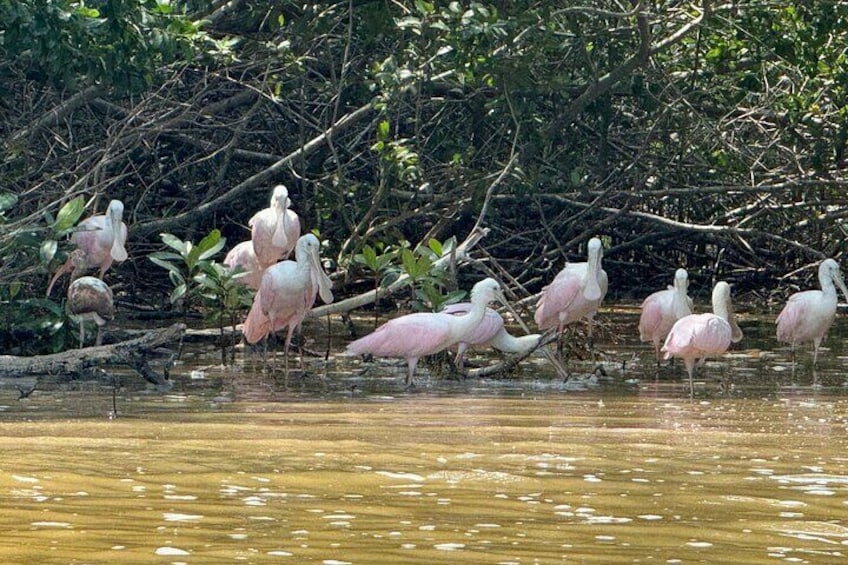 Roseate Spoonbills