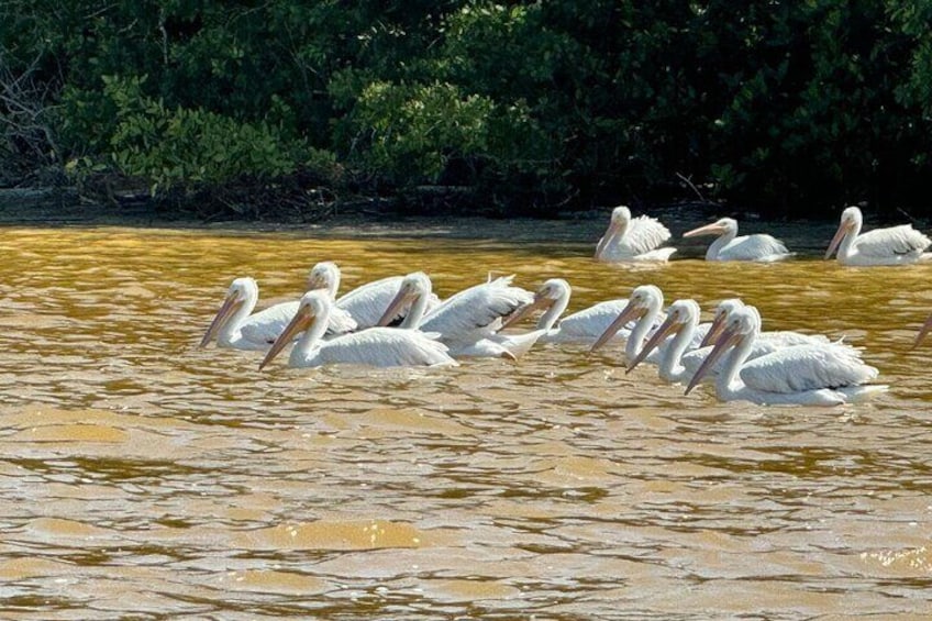 Pelicans