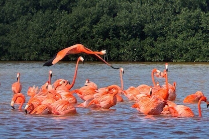 Boat tour through the mangroves of Celestún and Playa from Merida