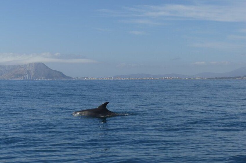 Small Group Dolphin Tour on Hybrid Boat in Sotogrande