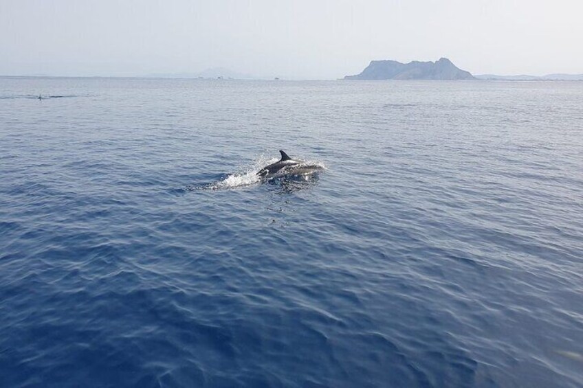 Small Group Dolphin Tour on Hybrid Boat in Sotogrande