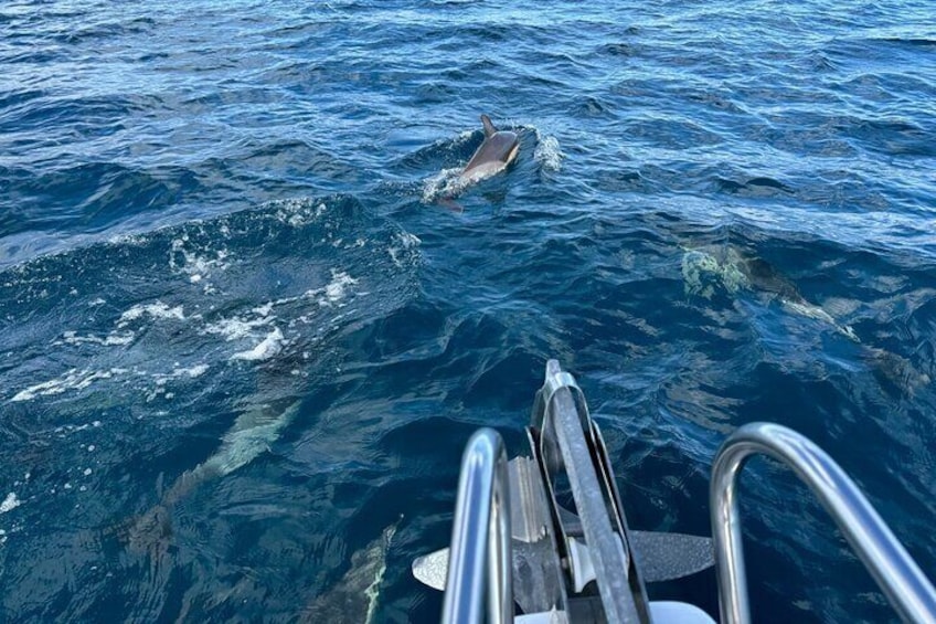 Small Group Dolphin Tour on Hybrid Boat in Sotogrande