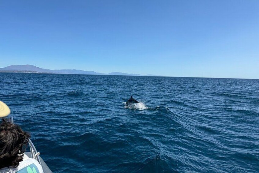 Small Group Dolphin Tour on Hybrid Boat in Sotogrande