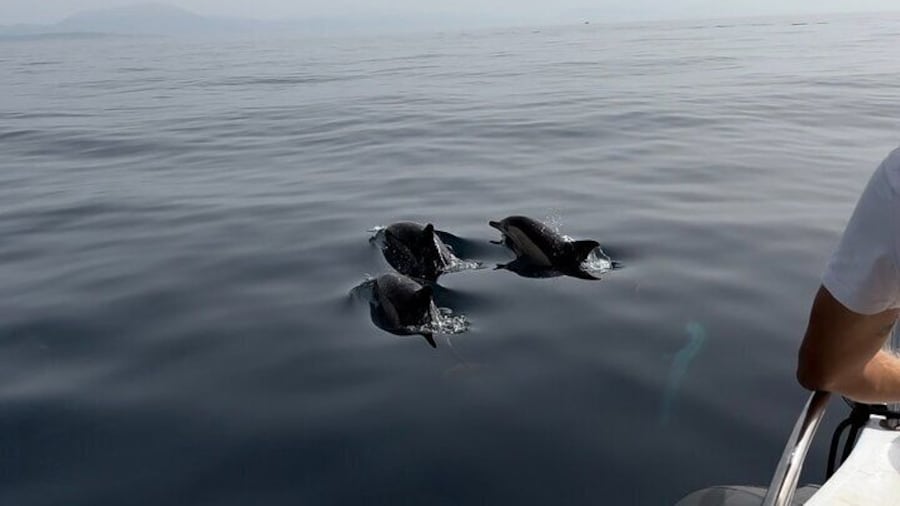 Small Group Dolphin Tour on Hybrid Boat in Sotogrande