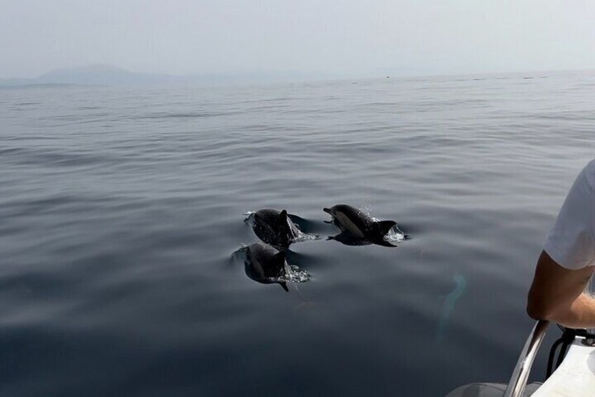Small Group Dolphin Tour on Hybrid Boat in Sotogrande