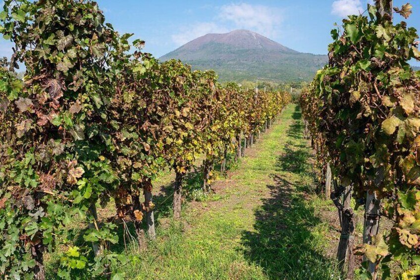 Half Day Tour in Pompei, Vesuvius and Cantine Winery