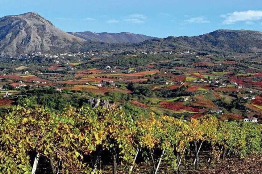 Half Day Tour in Pompei, Vesuvius and Cantine Winery