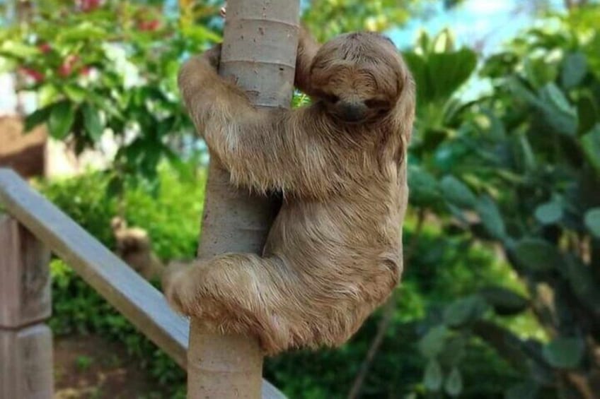 Roatan Jungle Top Zip Line Adventure with Monkey Sloth Sanctuary