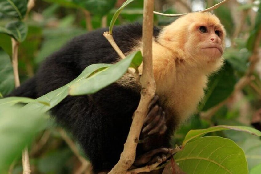 Roatan Super Man Zip Line and Wildlife Combo Tour