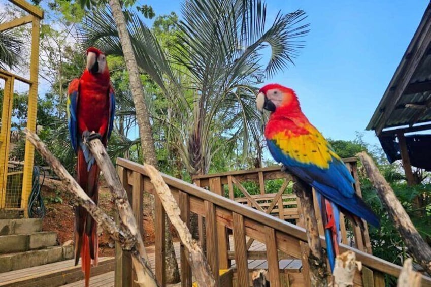 Roatan Jungle Top Zip Line Adventure with Monkey Sloth Sanctuary