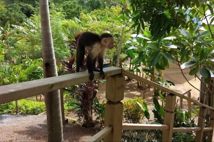 Roatan Jungle Top Zip Line Adventure with Monkey Sloth Sanctuary