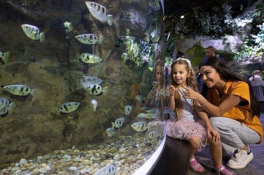 Dubai Aquarium and Underwater Zoo with Penguin Cove Tickets