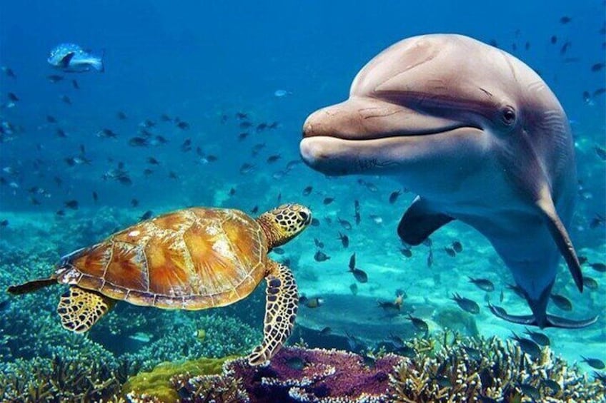 Dubai Aquarium and Underwater Zoo with Penguin Cove Tickets