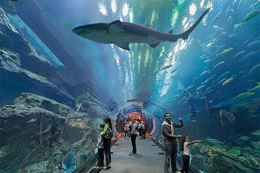 Dubai Aquarium and Underwater Zoo with Penguin Cove Tickets