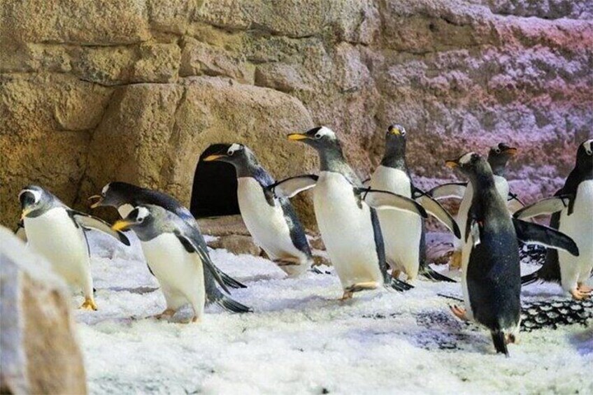 Dubai Aquarium and Underwater Zoo with Penguin Cove Tickets