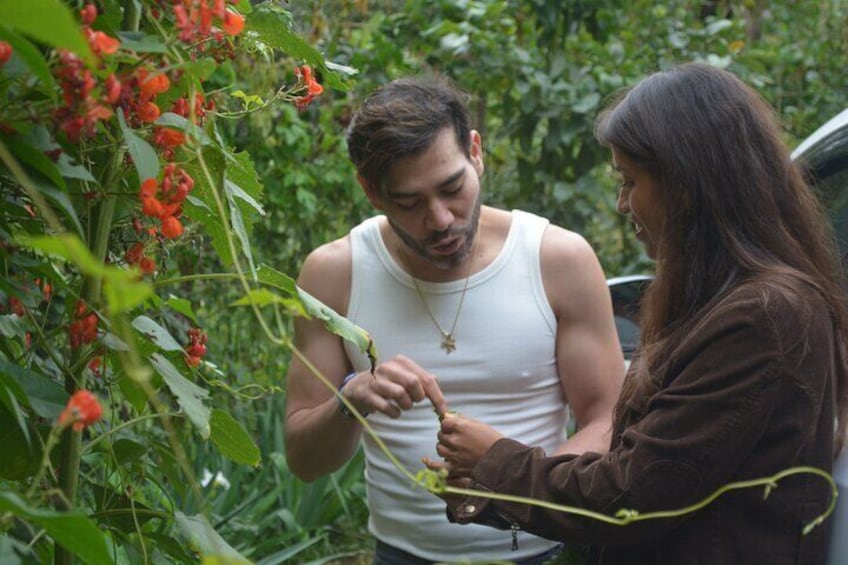 hands-on approach, foraging for ayocotes