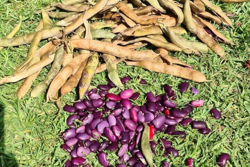 fresh ayocote beans
