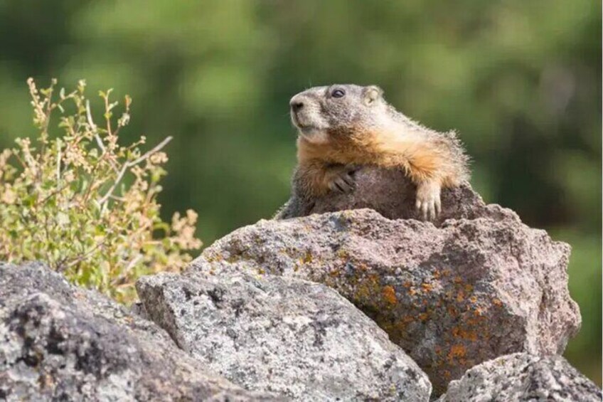 Private Lake Tahoe History and Walking Tour with Everline Stroll