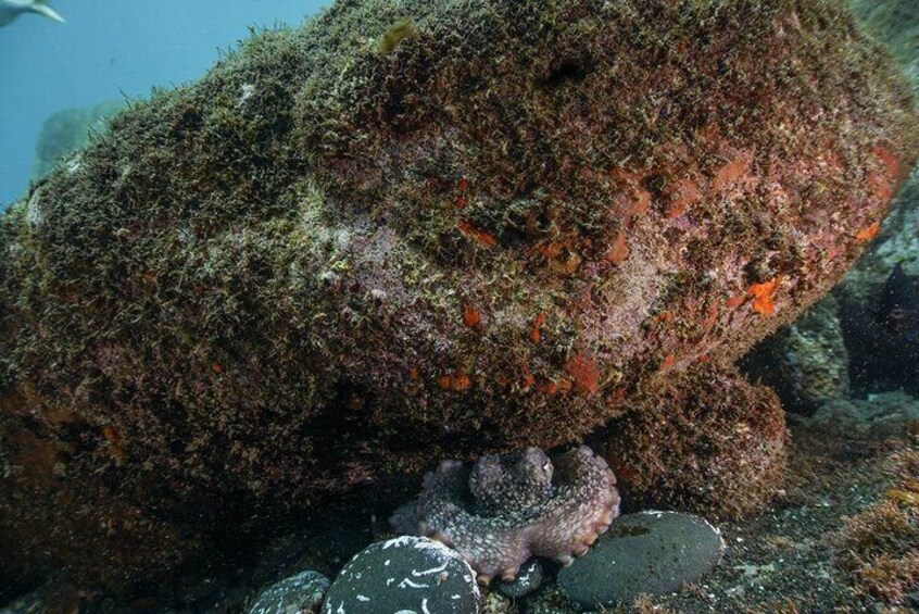 Snorkeling Adventure in the Funchal Eco-Park