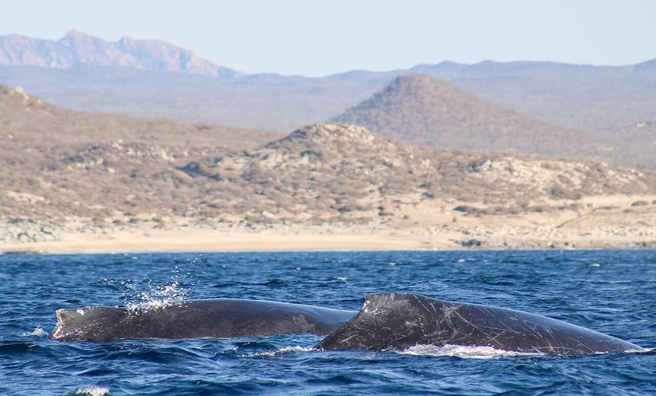 Picture 8 for Activity San Jose del Cabo Whale Watching Sunrise Tour