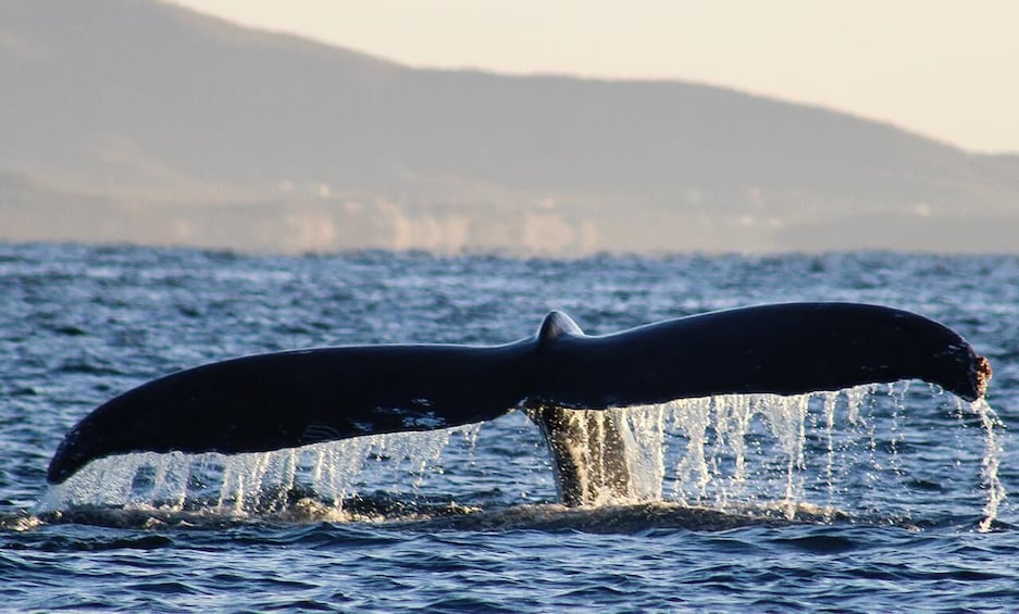 Picture 2 for Activity San Jose del Cabo Whale Watching Sunrise Tour