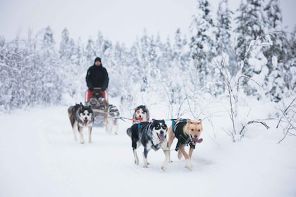 Levi: recorrido de 15 kilómetros en husky autónomo