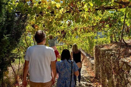 Homemade Food & Luxurious Farms | 1-day Douro Valley