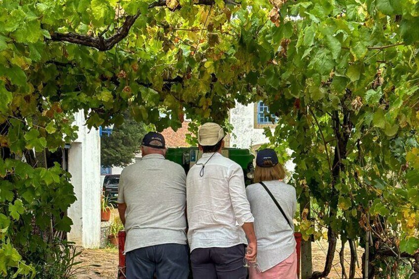  Douro Valley: Safari Wine Tour, Wine Tasting, Lunch, Boat