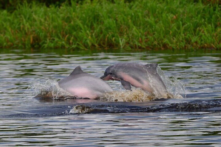 Dolphins