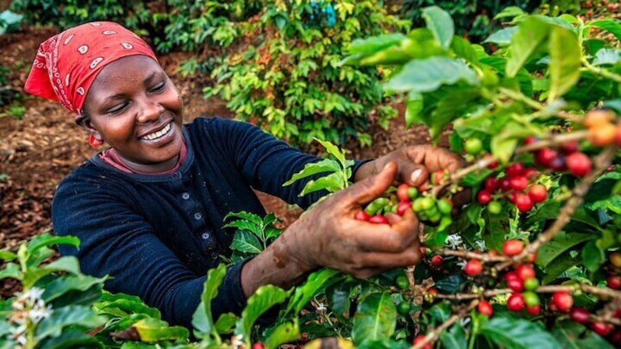 Private Tour to Karunguru Coffee Farm