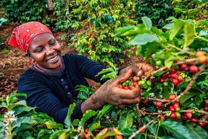 Private Tour to Karunguru Coffee Farm