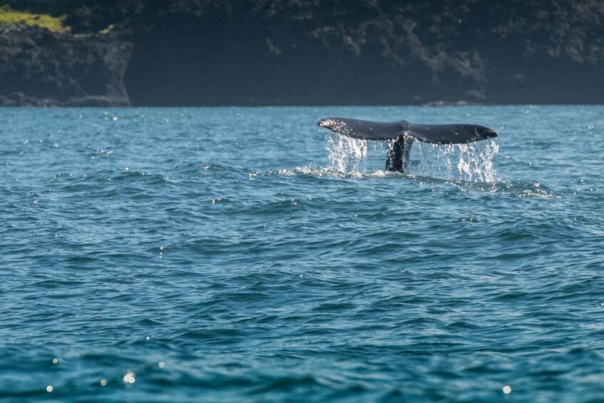 Explore the Oregon Coast: Self-Guided Driving Audio Tour