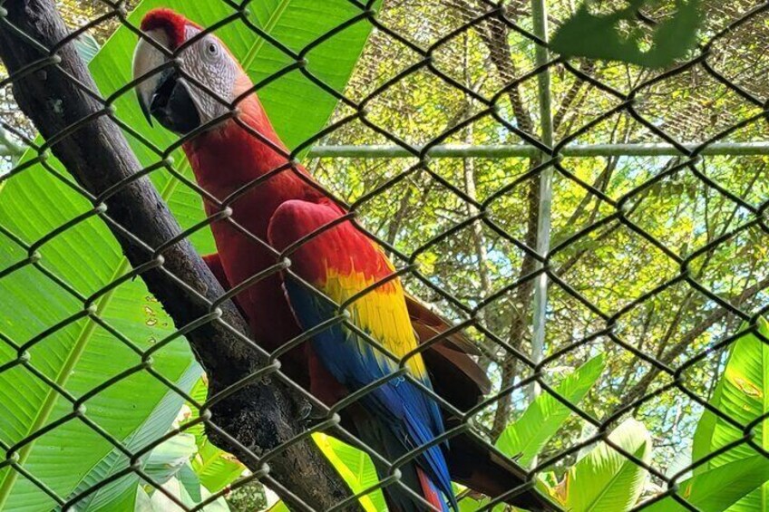 ara macao natuwa