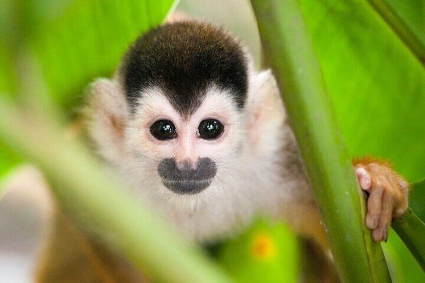 squirrel monkey natuwa