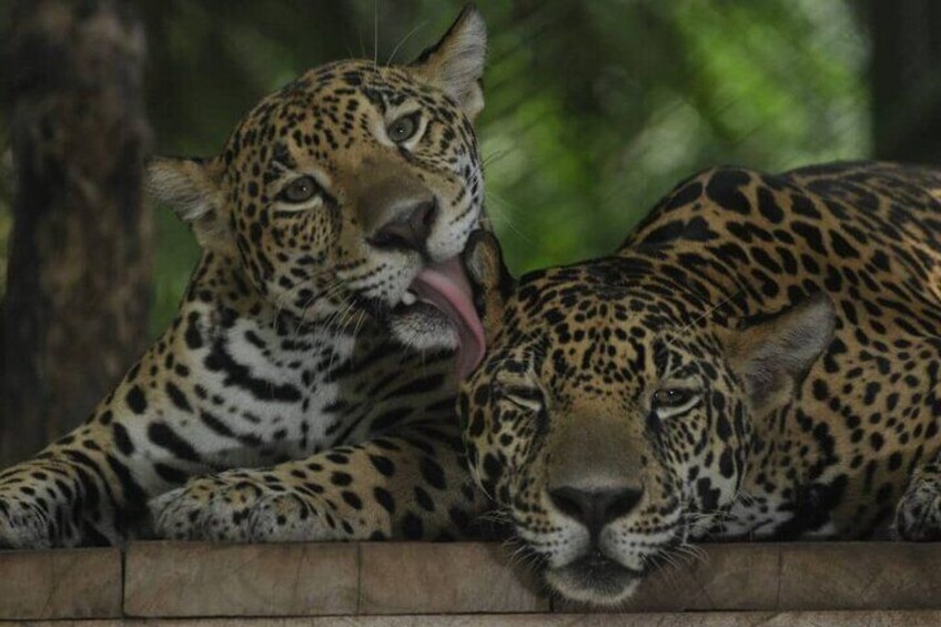 jaguar natuwa