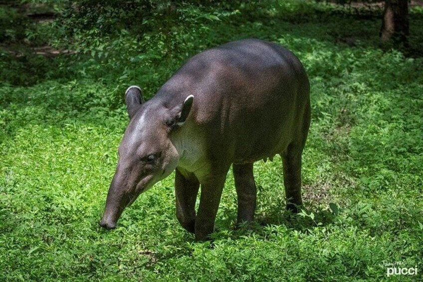 tapir natuwa
