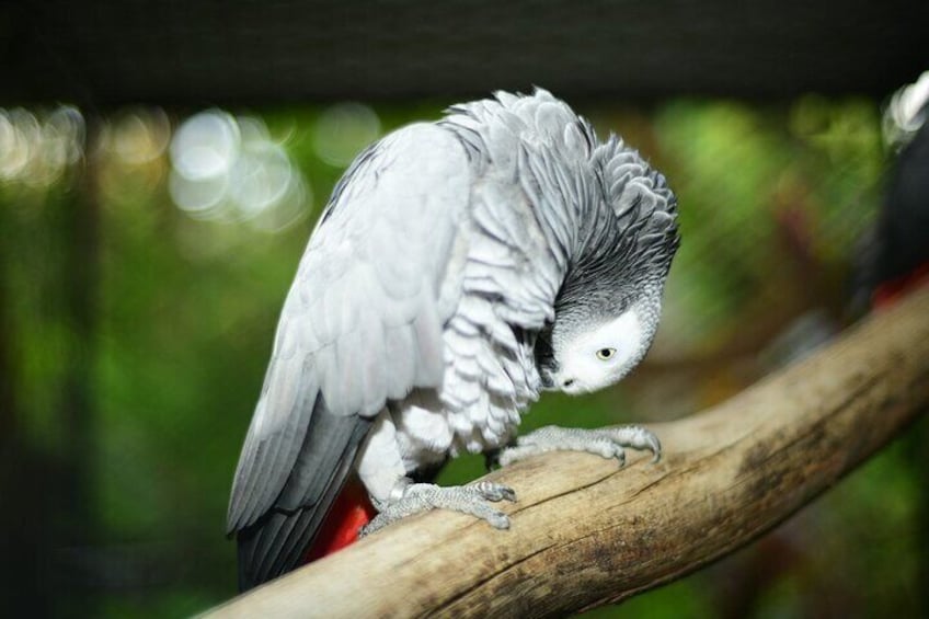 grey parrot natuwa