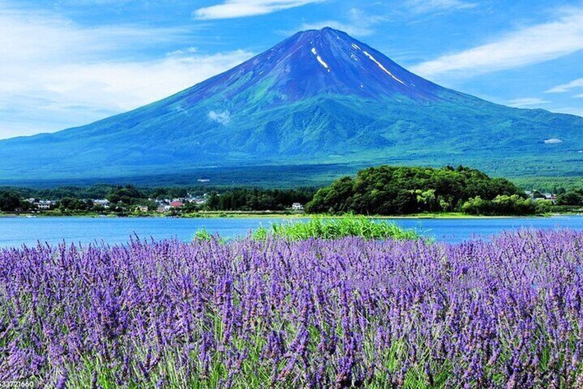 Mt.Fuji Arakurayama Sengen Park,Oishi Park, Kawaguchi Lake Tour