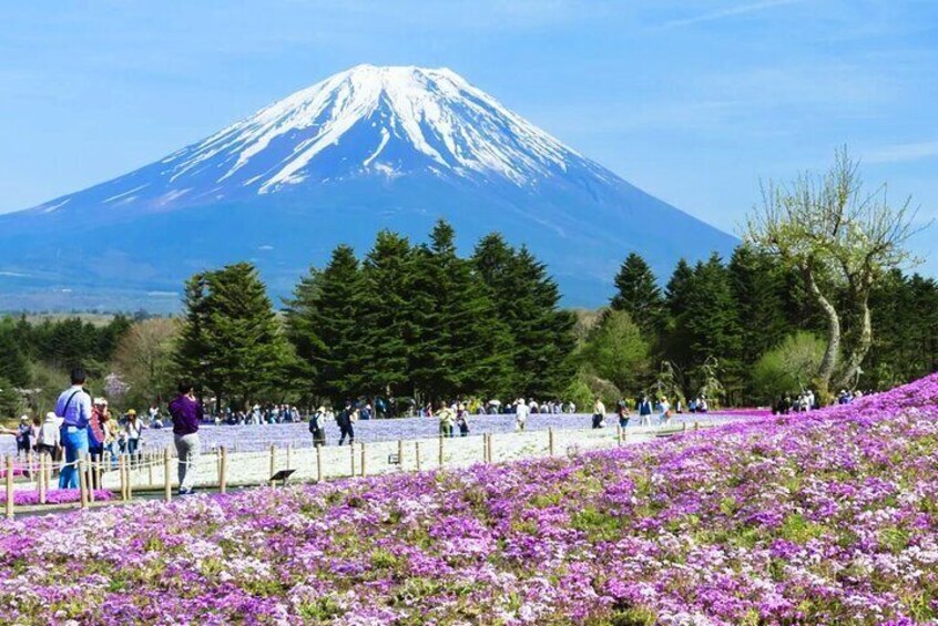 Mt.Fuji Arakurayama Sengen Park,Oishi Park, Kawaguchi Lake Tour