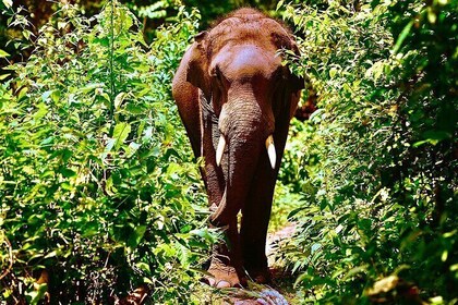 Two-day tour at Temple of Elephants Chiang Mai