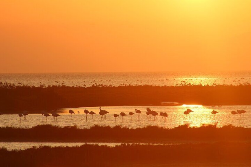 Sunset among flamingos in the Ebro Delta