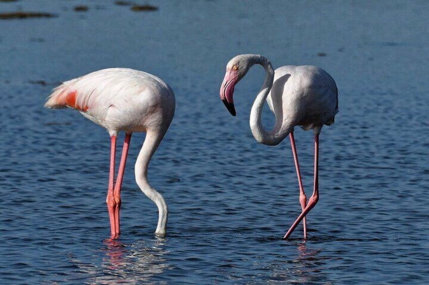 Sunset among flamingos in the Ebro Delta