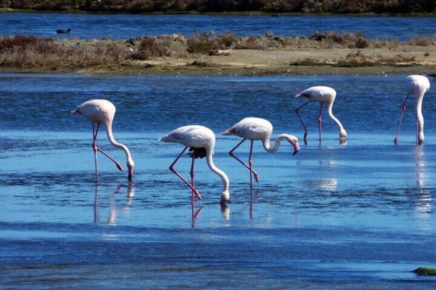 Sunset among flamingos in the Ebro Delta