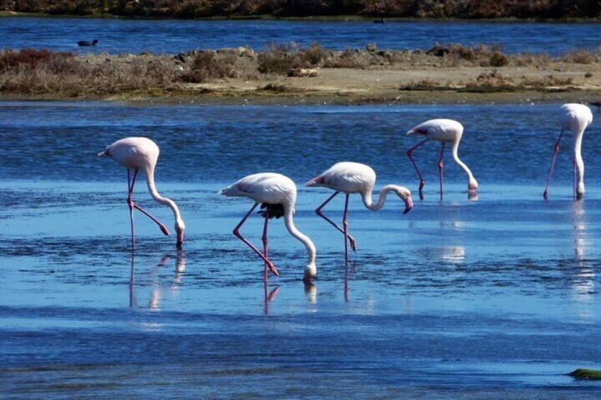 Sunset among flamingos in the Ebro Delta