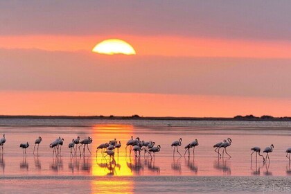 Sunset among flamingos in the Ebro Delta