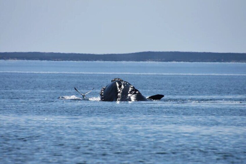 Valdes Peninsula Full day Tour and Whale Watching from Pto Madryn